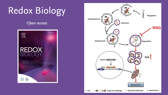 尹慧勇研究組發(fā)現(xiàn)酵母β-葡聚糖在肝癌中的抗癌作用新機(jī)制