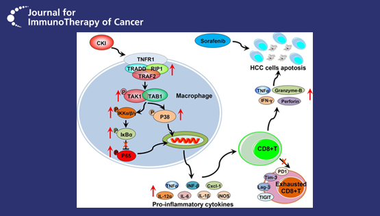 王慧研究組揭示中藥復(fù)方苦參注射液增敏索拉菲尼治療肝癌新機(jī)制