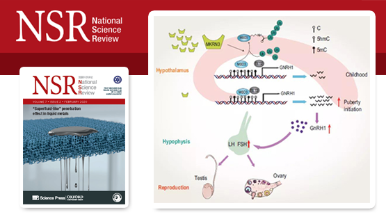 李亦學(xué)研究組合作發(fā)現(xiàn)泛素信號(hào)調(diào)控哺乳動(dòng)物青春期發(fā)育起始表觀遺傳學(xué)機(jī)制以及中樞性性早熟發(fā)病機(jī)理