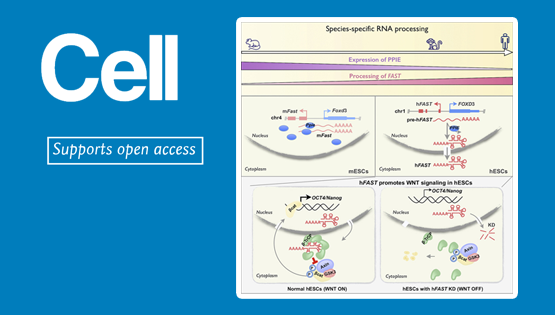 楊力研究組合作研究揭示長(zhǎng)非編碼RNA種屬特異性加工決定的物種差異功能