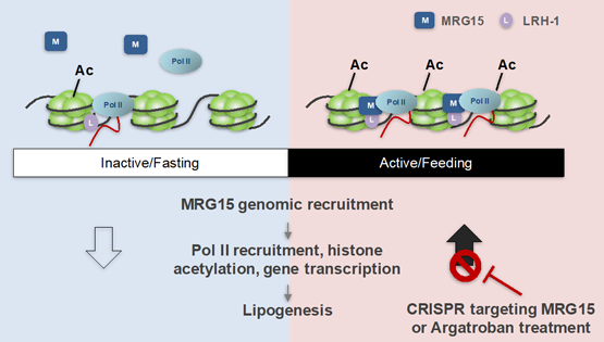 丁秋蓉研究組發(fā)現(xiàn)節(jié)律性調(diào)控染色質(zhì)重塑和脂代謝基因表達(dá)的分子開(kāi)關(guān)