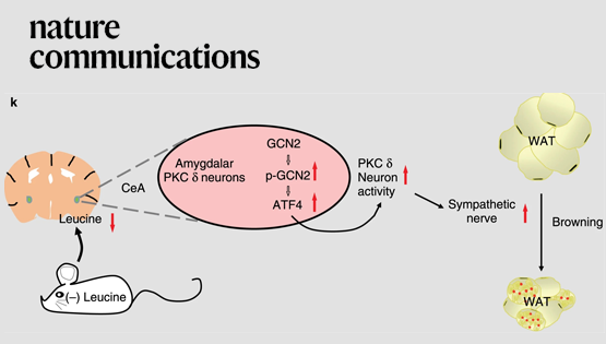 郭非凡研究組發現中樞杏仁核感應氨基酸調控白脂褐脂化的新機理
