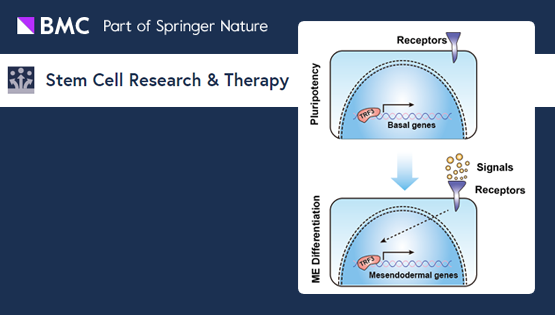 楊黃恬研究組揭示通用轉錄因子TRF3特異性調節人胚胎干細胞向中內胚層命運決定的作用與機制