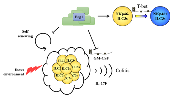 邱菊研究組合作發現3型天然淋巴細胞表觀遺傳學調控新機制
