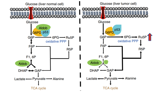 尹慧勇研究組合作發現調控肝癌代謝重編程的新機制