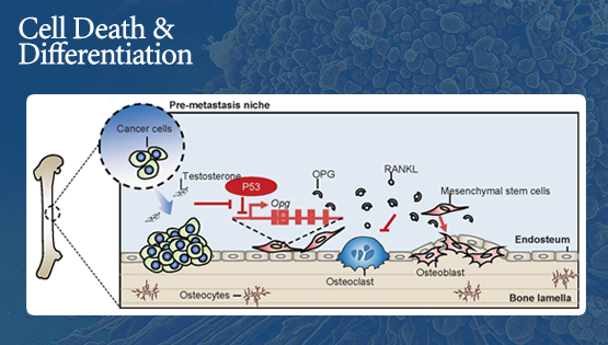王瑩、時玉舫研究組合作發現p53通過調控OPG影響間充質干細胞成骨分化以及腫瘤相關骨骼重塑的新機制