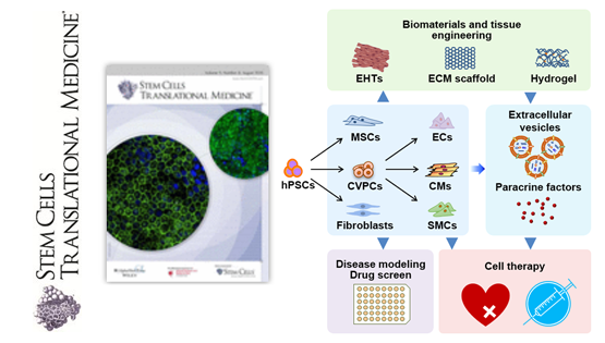 楊黃恬研究員受邀發表人多能干細胞衍生心肌細胞應用于心臟疾病模型與治療的觀點性綜述