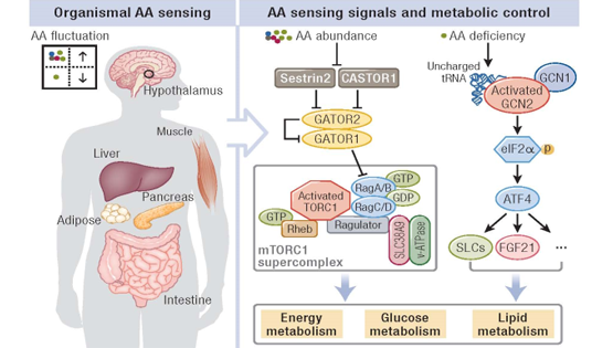 中科院上海營養與健康研究所郭非凡研究員受邀發表氨基酸感應與代謝穩態和健康的綜述論文