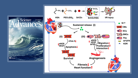 楊黃恬研究組合作發現活性鍶離子復合水凝膠促進心肌梗死心臟修復的新作用