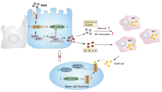 詹麗杏研究組發現炎癥性腸病中影響腸道干細胞功能的新機制