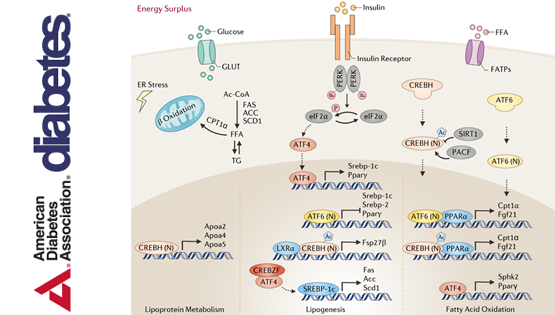 李于研究組發表轉錄因子ATF/CREB蛋白家族調控肝臟糖脂代謝與細胞生長的綜述論文