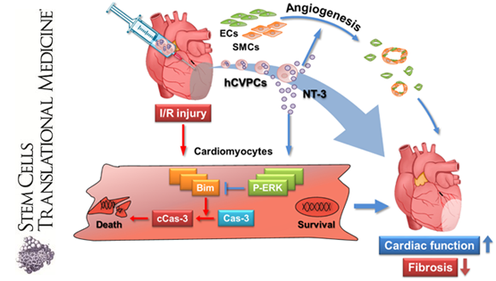 楊黃恬團隊揭示人胚胎干細胞源心血管前體細胞及其分泌因子促進缺血/再灌損傷心肌修復的新機制
