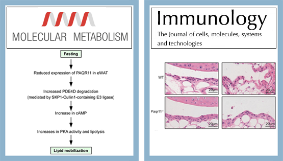 陳雁研究組發現高爾基體膜蛋白PAQR11對脂代謝和免疫調控新功能