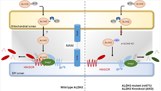 尹慧勇研究組發現乙醛脫氫酶2調控肝臟膽固醇代謝機制