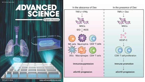 營養與健康所王瑩、時玉舫研究組發現糖皮質激素干擾MSCs免疫抑制功能的新機制