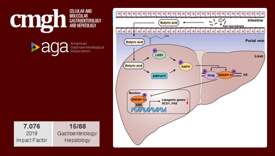 營養與健康所李于研究組合作發現腸道菌群代謝產物改善非酒精性脂肪性肝病的新機制