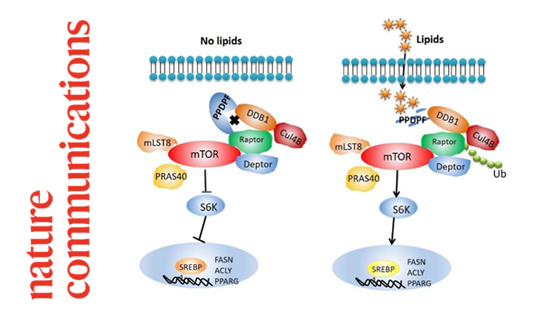 營養與健康所謝東研究組發現胰腺前體細胞分化與增殖因子PPDPF調控非酒精性脂肪肝病發生發展的作用和機制