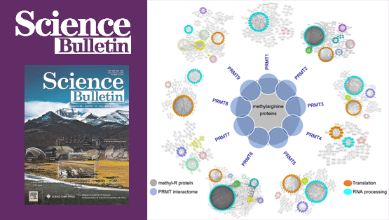 營養(yǎng)與健康所王澤峰研究組發(fā)現(xiàn)精氨酸甲基化在RNA剪接和翻譯全局調(diào)控中的關(guān)鍵作用