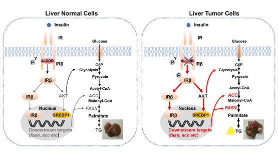 營養(yǎng)與健康所尹慧勇研究組發(fā)現(xiàn)果糖-1,6-二磷酸醛縮酶B調(diào)控胰島素受體信號通路新機制