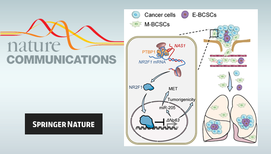 營養(yǎng)與健康所胡國宏研究組發(fā)現(xiàn)乳腺癌肺轉(zhuǎn)移休眠調(diào)控新機制