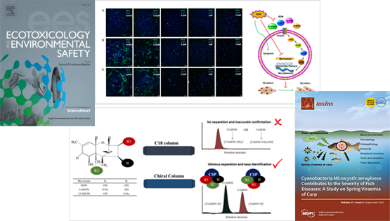 營養(yǎng)與健康所武愛波研究組在嘔吐毒素DON致肌肉細胞損傷及主要衍生型精準檢測方面取得研究進展