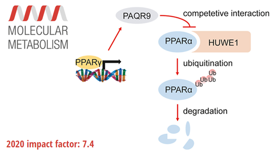 營養(yǎng)與健康所陳雁研究組發(fā)現(xiàn)饑餓誘導(dǎo)酮體生成的新型調(diào)控機制