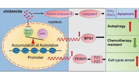 營養(yǎng)與健康所王蘭研究組合作發(fā)現(xiàn)西達本胺通過BTG1介導(dǎo)的自噬逆轉(zhuǎn)復(fù)發(fā)/難治B細胞淋巴瘤的化療耐藥