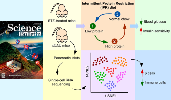 營養與健康所陳雁研究組發現間歇性蛋白限制能夠干預糖尿病并保護胰島β細胞