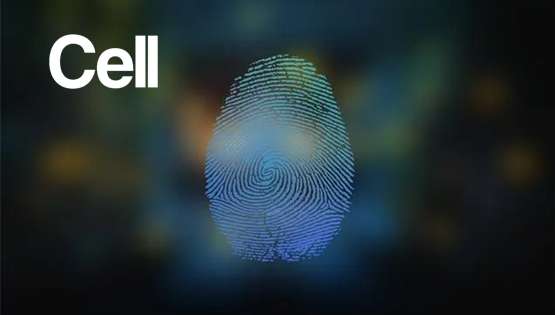 復旦、中科院團隊發現肢體發育相關基因在指紋花紋形成中發揮關鍵作用成果登《細胞》主刊