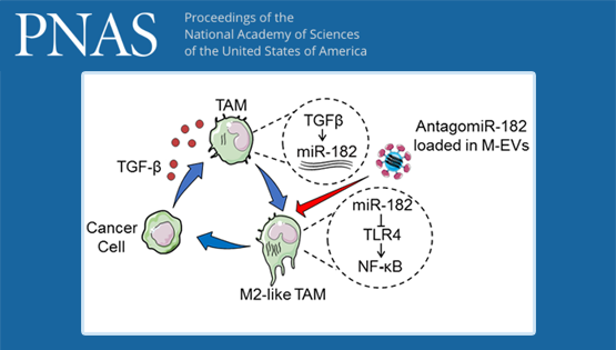 營養與健康所胡國宏研究組揭示乳腺癌相關巨噬細胞調控機制及其靶向策略