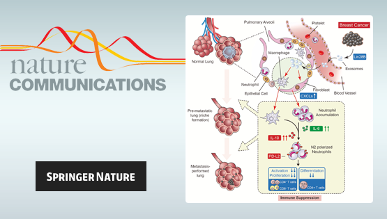營養與健康所詹麗杏研究組發現乳腺癌中Lin28B對肺促轉移“龕”的免疫抑制新機制