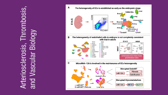 營養(yǎng)與健康所荊清研究組揭示血管內(nèi)皮細(xì)胞時空異質(zhì)性和MicroRNA-126維持內(nèi)皮細(xì)胞異質(zhì)性穩(wěn)態(tài)的作用機制