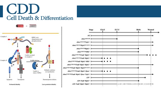 營養(yǎng)與健康所章海兵研究組揭示泛素結(jié)合蛋白ABIN1調(diào)控不同細(xì)胞死亡通路和炎癥反應(yīng)網(wǎng)絡(luò)新機制