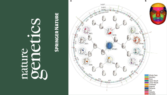 復(fù)旦大學(xué)、中科院團隊最新成果：揭示東亞面部獨特性遺傳進化機制