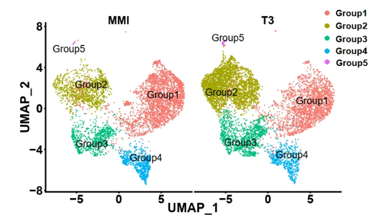 營養與健康研究所應浩研究組揭示甲狀腺激素促進棕色脂肪祖細胞的細胞狀態轉變和細胞周期進程的機制