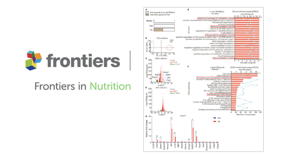 營養(yǎng)與健康所陳雁研究組發(fā)現(xiàn)間歇性熱量限制促進紅細(xì)胞生成并改善貧血