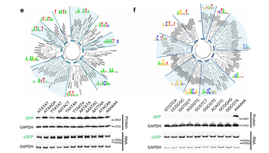 營養與健康所王澤峰研究組發現環形RNA中廣泛存在驅動翻譯的短序列元件