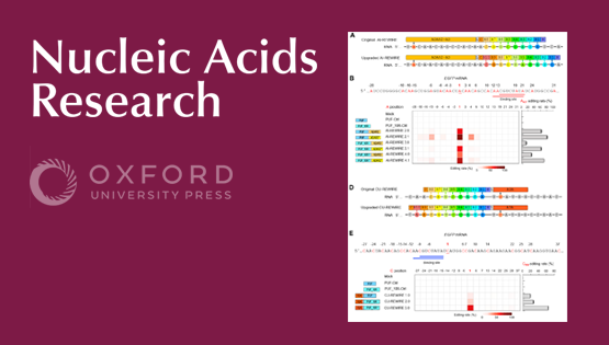 營養與健康所王澤峰研究組發表一種不依賴于gRNA的新型RNA精準編輯系統