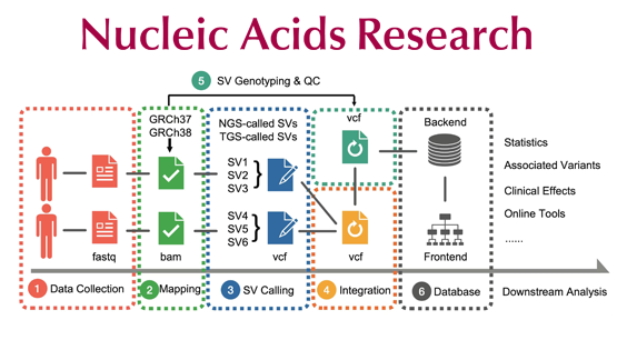 徐書華/張國慶/樊少華團隊合作發布人類基因組結構變異數據庫和計算分析平臺PGG.SV