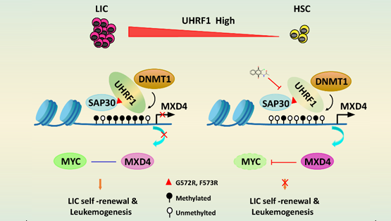 營養與健康所王蘭研究組合作揭示UHRF1調控急性髓系白血病的新機制