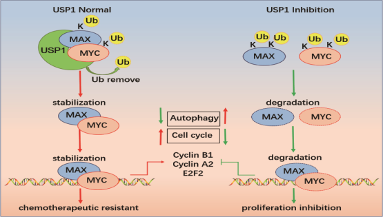 營養(yǎng)與健康所王蘭研究組合作揭示USP1調(diào)控復發(fā)難治B細胞淋巴瘤的機制