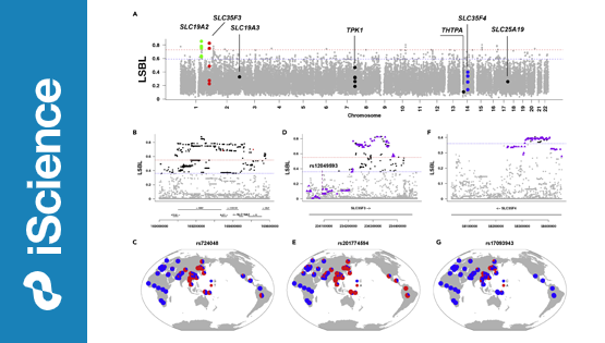 營養(yǎng)與健康所解析維生素B1代謝基因在東亞人群中的適應性進化