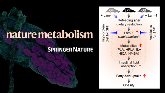 營養(yǎng)與健康所翟琦巍研究組揭示節(jié)食后體脂反彈和肥胖的機制及其營養(yǎng)干預策略