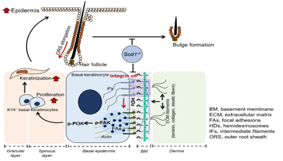 營養(yǎng)與健康所王瑩研究組發(fā)現(xiàn)脂肪酸代謝調(diào)控毛囊干細胞微環(huán)境形成的新機制