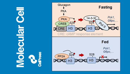 營養(yǎng)與健康所丁秋蓉研究組發(fā)現(xiàn)組蛋白磷酸化響應激素信號調(diào)控肝臟糖異生的分子機制