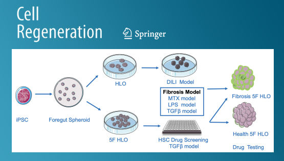 營養(yǎng)與健康所丁秋蓉研究組開發(fā)人PSC衍生的肝類器官在藥物肝毒性評估及抗肝纖維化藥物篩選中的應用