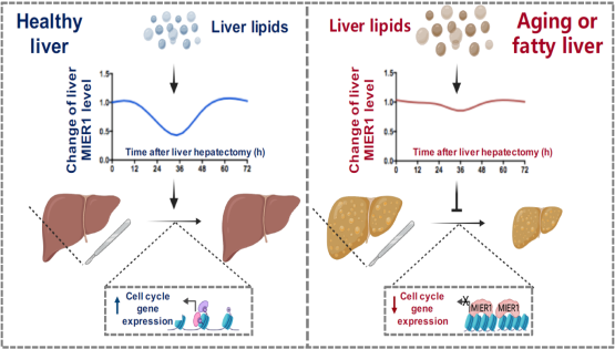 營養(yǎng)與健康所丁秋蓉研究組發(fā)現(xiàn)肝臟再生過程中肝臟脂質(zhì)動態(tài)變化信號轉(zhuǎn)變?yōu)樵偕迯托盘柕年P(guān)鍵“橋梁”因子
