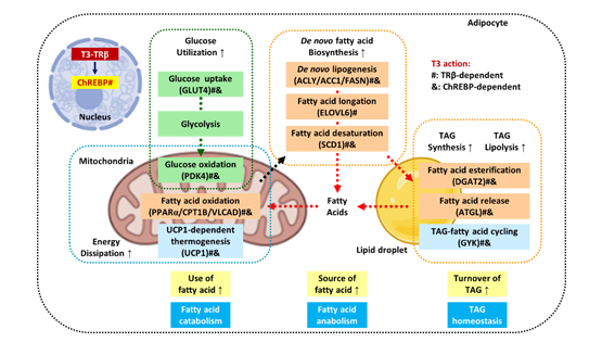 營養(yǎng)與健康所應浩研究組揭示甲狀腺激素通過脂肪細胞β受體調(diào)控胞內(nèi)糖脂代謝和全身代謝穩(wěn)態(tài)的機制
