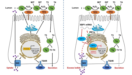 營養(yǎng)與健康所應浩研究組發(fā)現(xiàn)碘過量抑制甲狀腺激素合成的新機制