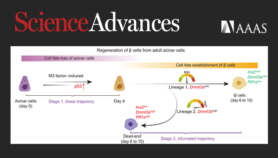 營養(yǎng)與健康所邵振研究組合作揭示了體內(nèi)誘導腺泡細胞轉(zhuǎn)分化再生β細胞的關(guān)鍵因子